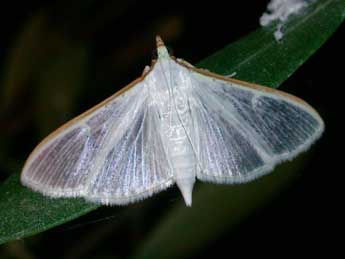 Palpita vitrealis Rossi adulte - Philippe Mothiron