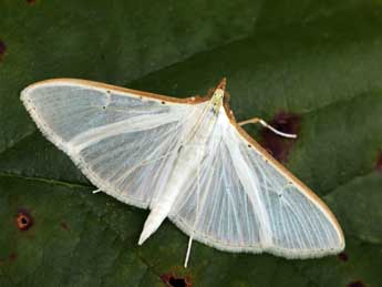 Palpita vitrealis Rossi adulte - ©Daniel Morel