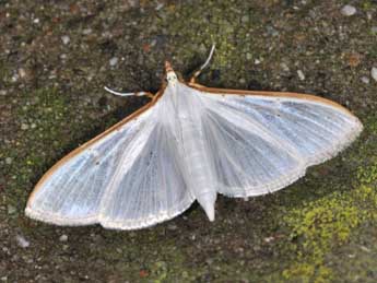 Palpita vitrealis Rossi adulte - ©Philippe Mothiron