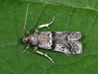 Ephestia welseriella Z. adulte - Philippe Mothiron