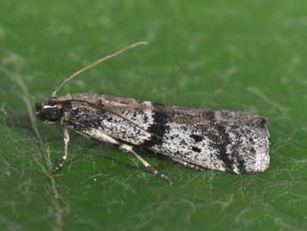 Ephestia welseriella Z. adulte - Philippe Mothiron