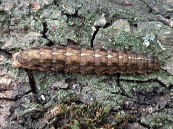  Chenille de Fissipunctia ypsillon D. & S. - ©Wolfgang Wagner, www.pyrgus.de