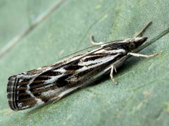 Catoptria zermattensis Frey adulte - ©Daniel Morel