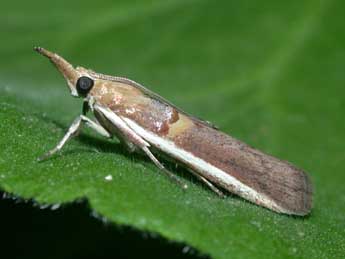 Etiella zinckenella Tr. adulte - ©Philippe Mothiron