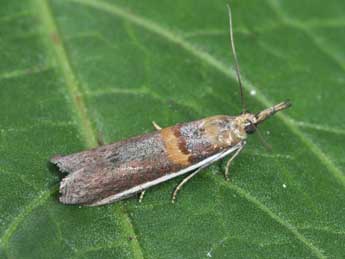 Etiella zinckenella Tr. adulte - Philippe Mothiron