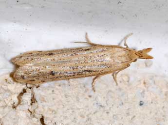 Coenochroa ablutella Z. adulte - Philippe Geniez