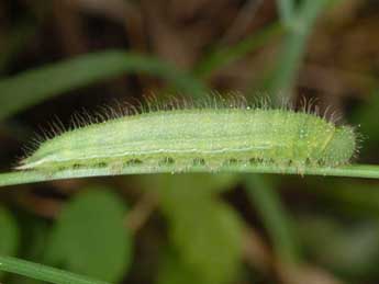  Chenille de Lopinga achine Scop. - ©Wolfgang Wagner, www.pyrgus.de