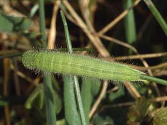  Chenille de Lopinga achine Scop. - Wolfgang Wagner, www.pyrgus.de