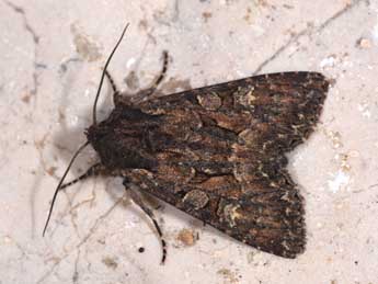 Mniotype adusta Esp. adulte - Philippe Mothiron