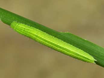  Chenille de Pararge aegeria L. - ©Lionel Taurand