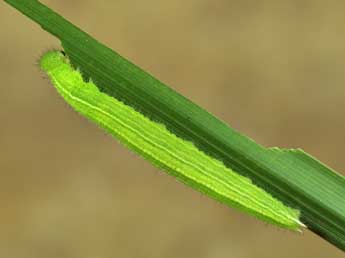  Chenille de Pararge aegeria L. - ©Lionel Taurand