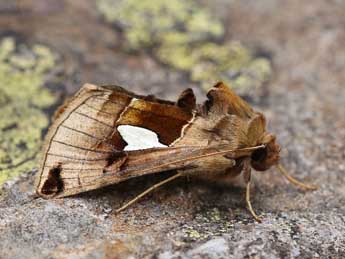 Autographa aemula D. & S. adulte - ©Lionel Taurand