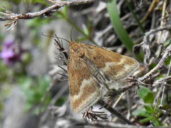 Pyrausta aerealis Hb. adulte - ©Philippe Mothiron