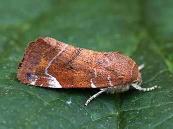 Cosmia affinis L. adulte - ©Lionel Taurand