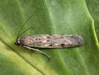 Phycitodes albatella Rag. adulte - Philippe Mothiron