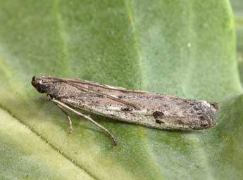 Phycitodes albatella Rag. adulte - Philippe Mothiron