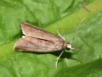 Salebriopsis albicilla H.-S. adulte - Philippe Mothiron