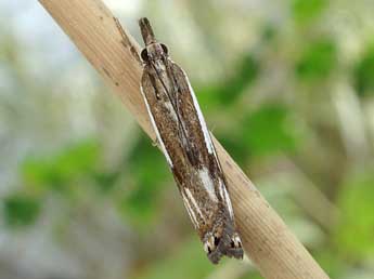 Crambus alienellus Germar & K adulte - Friedmar Graf