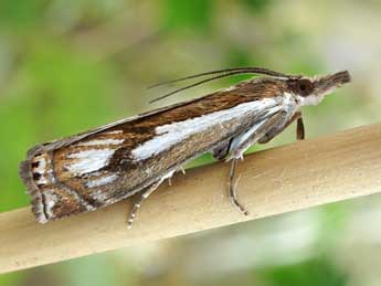 Crambus alienellus Germar & K adulte - Friedmar Graf