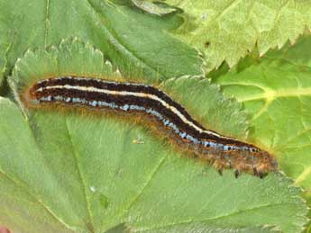  Chenille de Malacosoma alpicola Stgr - ©Philippe Mothiron