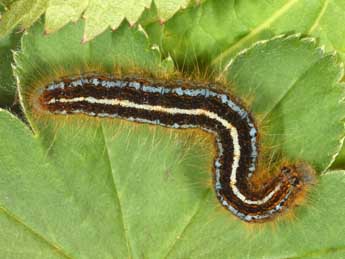  Chenille de Malacosoma alpicola Stgr - Philippe Mothiron