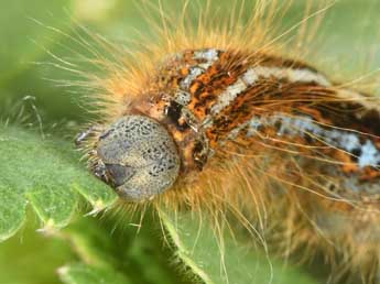  Chenille de Malacosoma alpicola Stgr - Philippe Mothiron