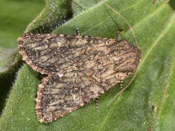 Apamea anceps D. & S. adulte - Philippe Mothiron