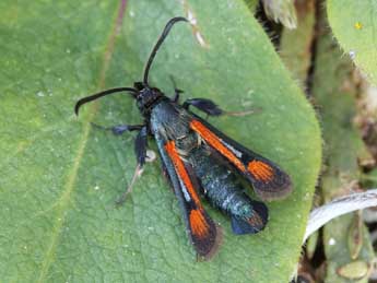 Pyropteron chrysidiforme Esp. adulte - Lionel Taurand