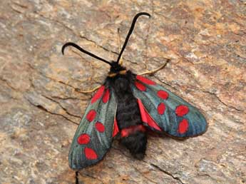 Zygaena anthyllidis Bsdv. adulte - ©Lionel Taurand