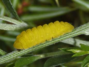  Chenille de Celastrina argiolus L. - ©Philippe Mothiron