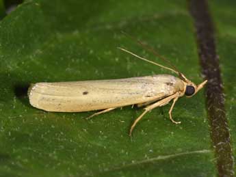 Selagia argyrella D. & S. adulte - Philippe Mothiron