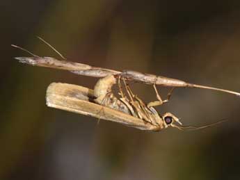 Selagia argyrella D. & S. adulte - Philippe Mothiron