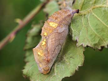  Chrysalide de Vanessa atalanta L. - Lionel Taurand