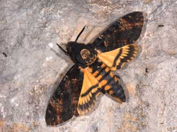 Acherontia atropos L. adulte - ©Philippe Mothiron