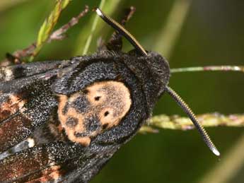 Acherontia atropos L. adulte - Philippe Mothiron