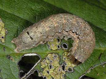  Chenille de Graphiphora augur F. - Wolfgang Wagner, www.pyrgus.de