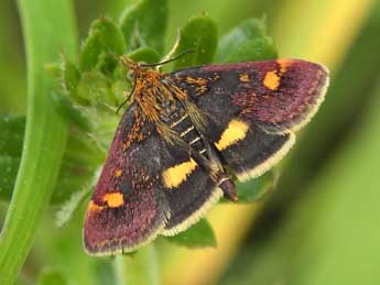 Pyrausta aurata Scop. adulte - Jean-Pierre Lamoline