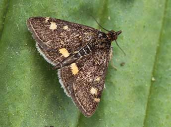 Pyrausta aurata Scop. adulte - ©Lionel Taurand