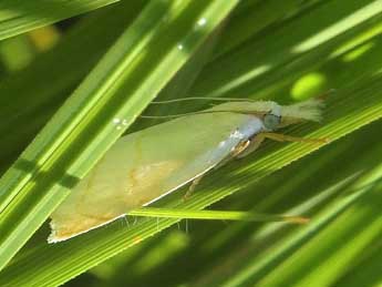 Calamotropha aureliella Fisch. adulte - Jean-Pierre Lamoline