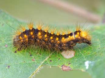  Chenille de Acronicta auricoma D. & S. - ©Jean-Pierre Favretto