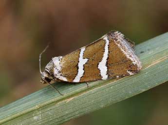 Deltote bankiana F. adulte - ©Lionel Taurand