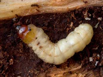  Chenille de Sesia bembeciformis Hb. - Theo Garrevoet