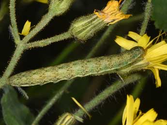  Chenille de Hecatera bicolorata Hfn. - ©Philippe Mothiron