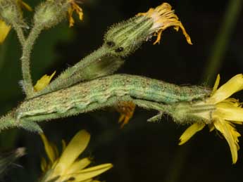  Chenille de Hecatera bicolorata Hfn. - Philippe Mothiron