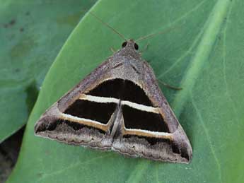 Grammodes bifasciata Petagna adulte - Lionel Taurand