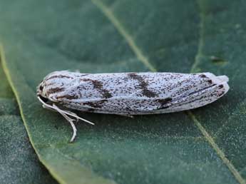 Lerautia bifasciata Rbr adulte - ©Lionel Taurand