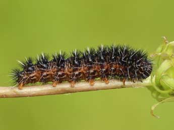  Chenille de Lerautia bifasciata Rbr - Lionel Taurand