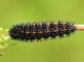  Chenille de Lerautia bifasciata Rbr - Lionel Taurand