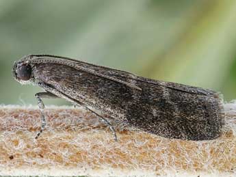 Euzophera bigella Z. adulte - ©Friedmar Graf