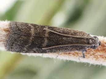 Euzophera bigella Z. adulte - ©Friedmar Graf